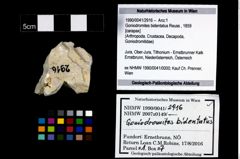 Foto (Objekt + Etikett) von Goniodromites bidentatus (Reuss, 1859)  (NHMW-GEO-1990-0041-2916)